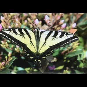 Meet your Posher, Rachael